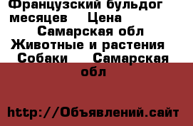 Французский бульдог  8 месяцев  › Цена ­ 10 000 - Самарская обл. Животные и растения » Собаки   . Самарская обл.